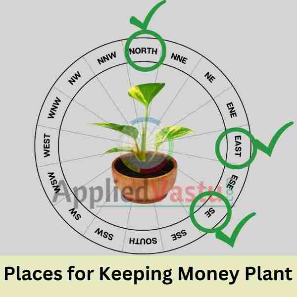 Vastu for Money Plant-Places for Keeping Money Plant -AppliedVastu